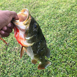 Meet your Posher, Fisherman